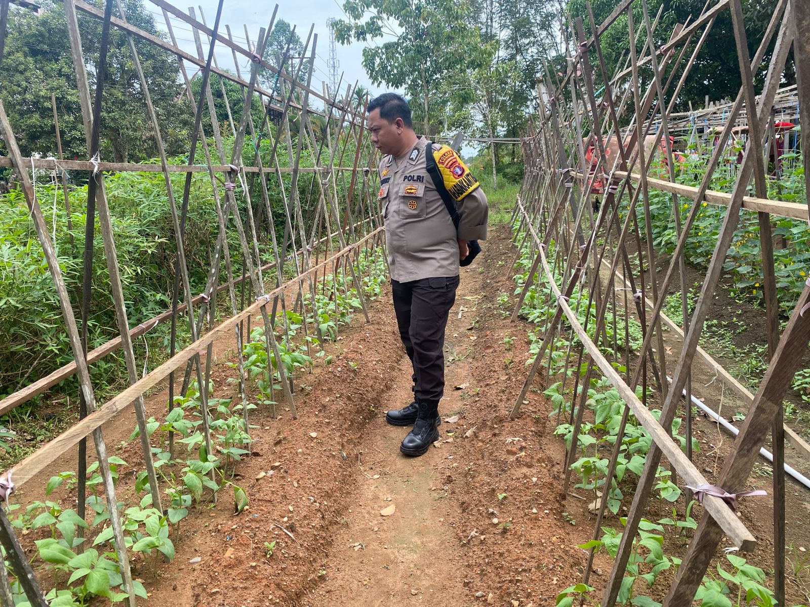 Mendukung Ketahanan Pangan, Personil Polsek sanaman mantikei Cek Lokasi Pemanfaatan Pekarangan Warga.
