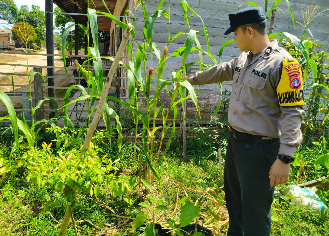 Dukung Ketahanan Pangan, Piket Polsek Marikit Cek Lokasi Pemanfaatan Pekarangan.
