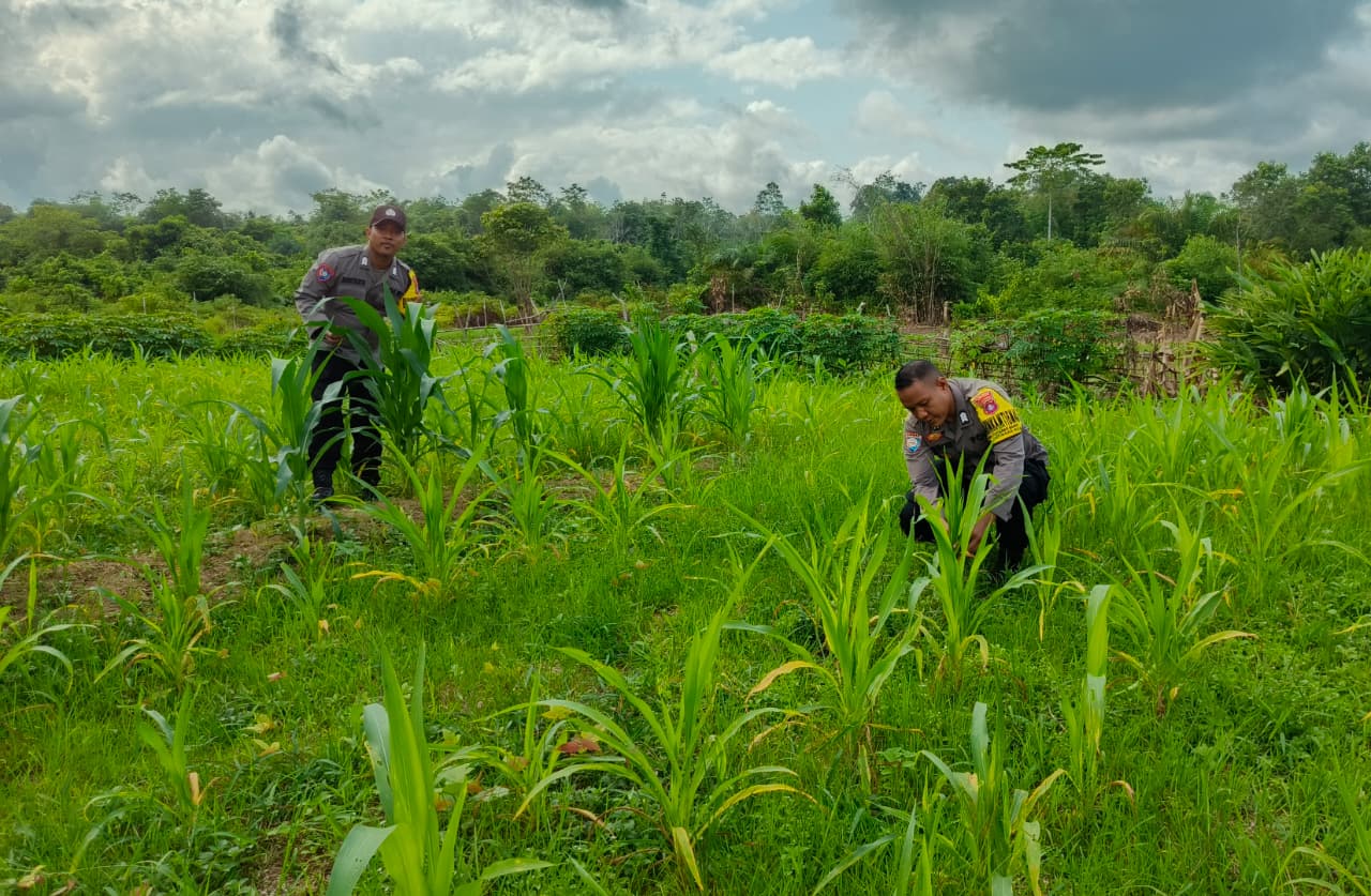 ‎Mendukung Ketahanan Pangan, Personil Polsek Katingan Hulu  Cek Lokasi Pemanfaatan Pekarangan Warga.