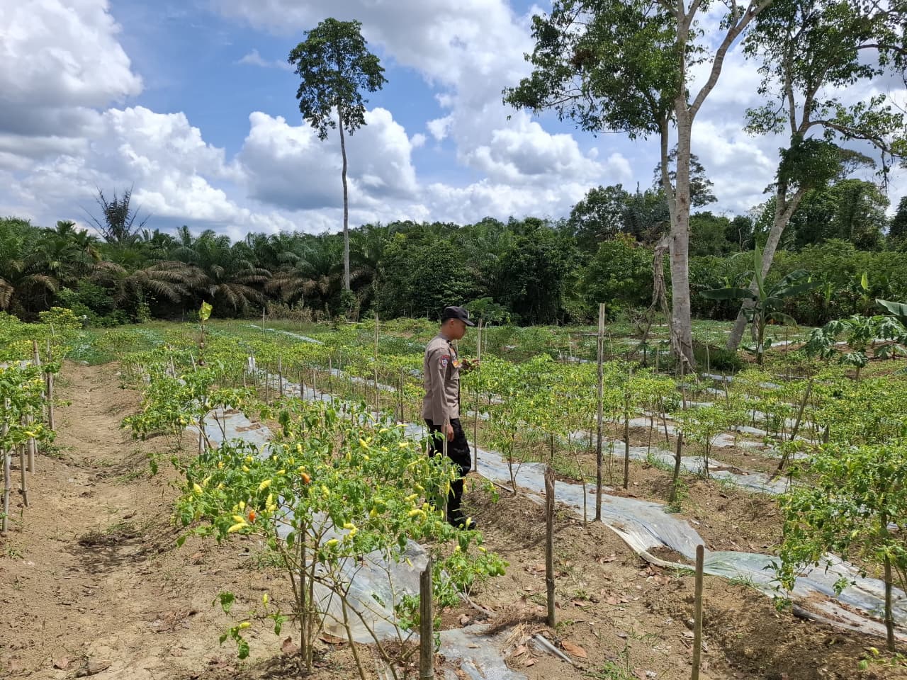 Dukung Ketahanan Pangan, Bhabinkamtibmas Ajak Warga Manfaatkan Pekarangan Bergizi