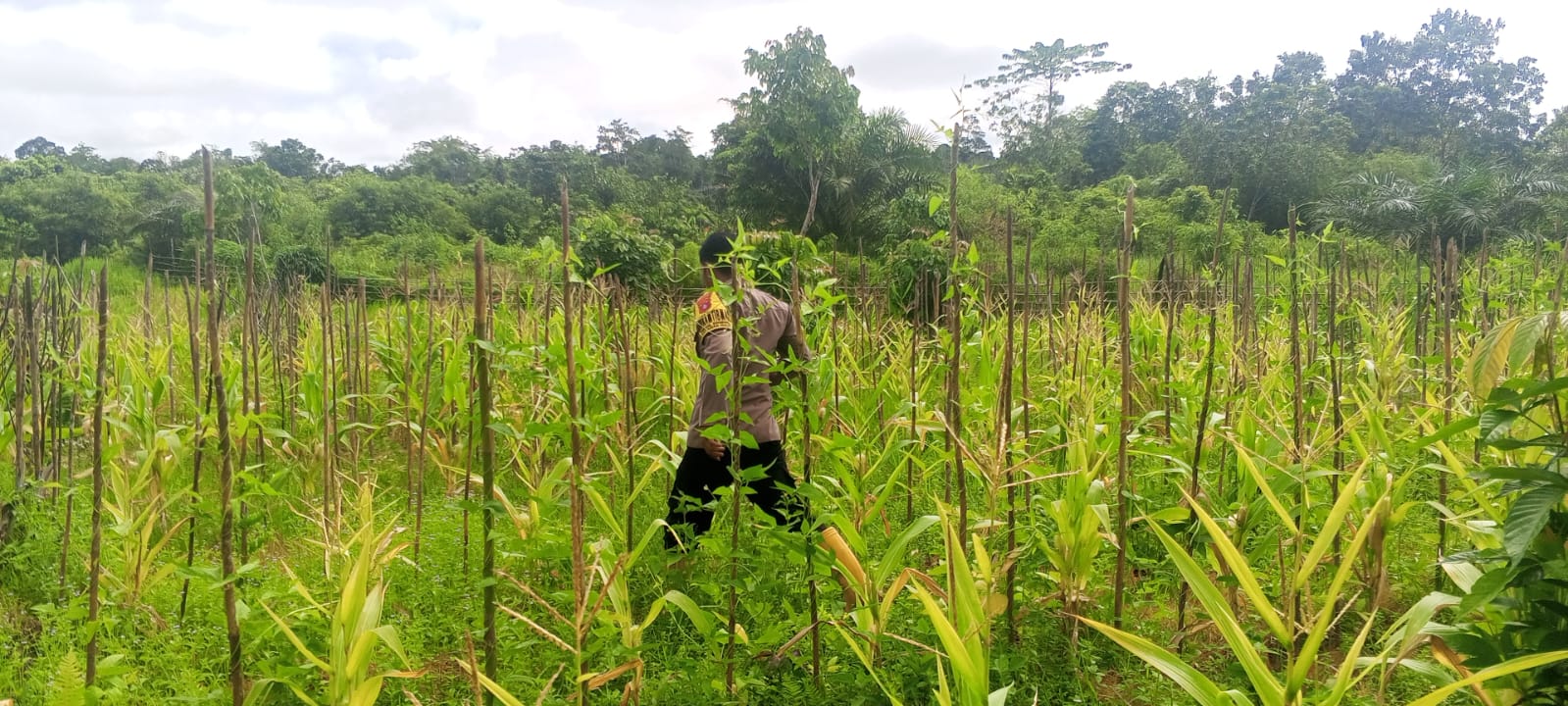 Mendukung Ketahanan Pangan, Personil Polsek Katingan Hulu Cek Lokasi Pemanfaatan Pekarangan Warga.