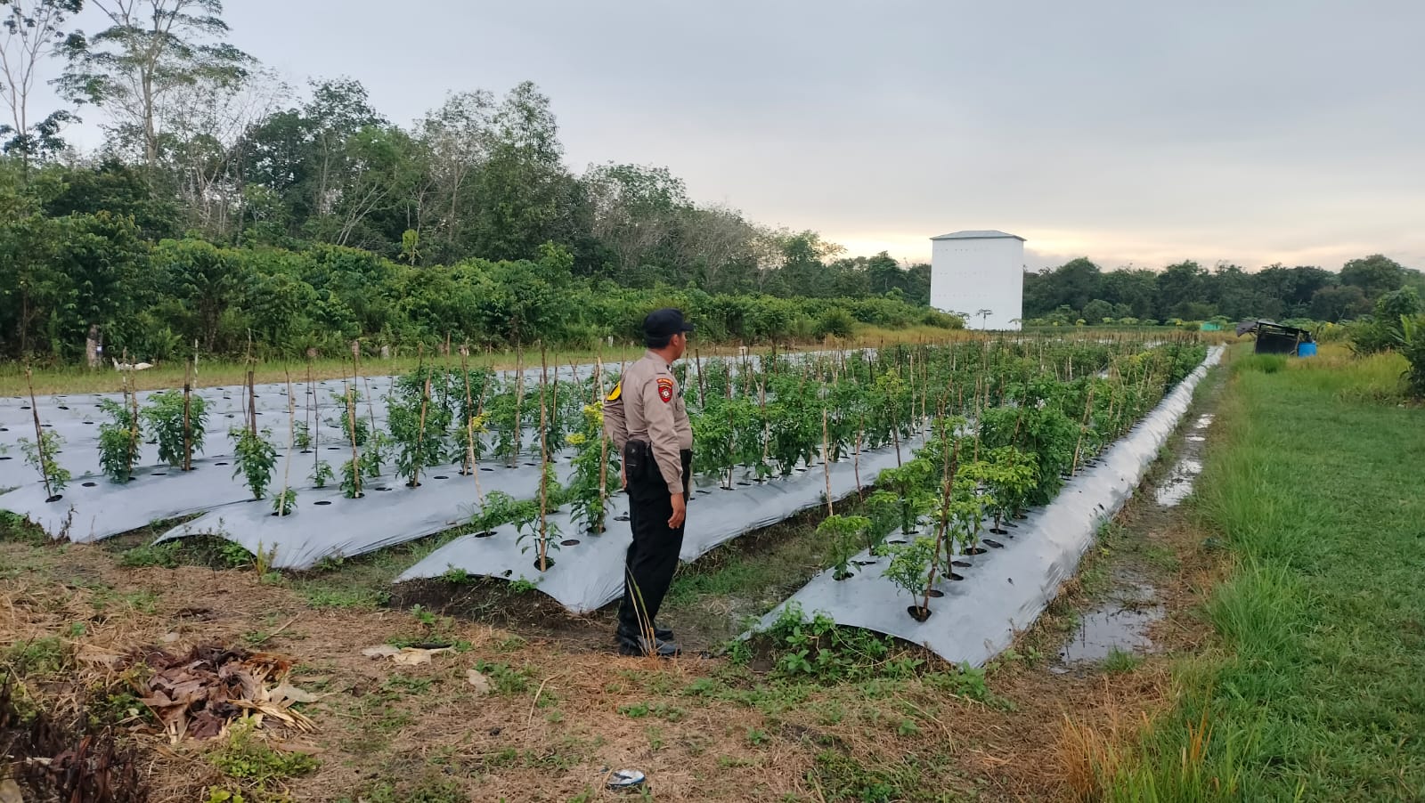 Dalam Rangka Mendukung Program Pemerintah, Bhabinkamtibmas Desa Mekartani Polsek Mendawai Cek Lokasi Pemanfaatan Lahan Pekarangan Warga