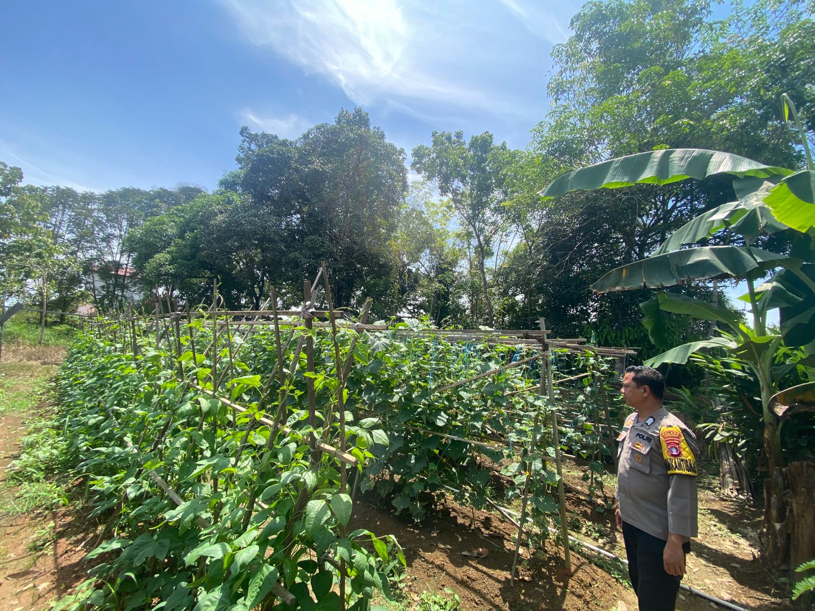 Mendukung Ketahanan Pangan, Personil Polsek sanaman mantikei Cek Lokasi Pemanfaatan Pekarangan Warga.