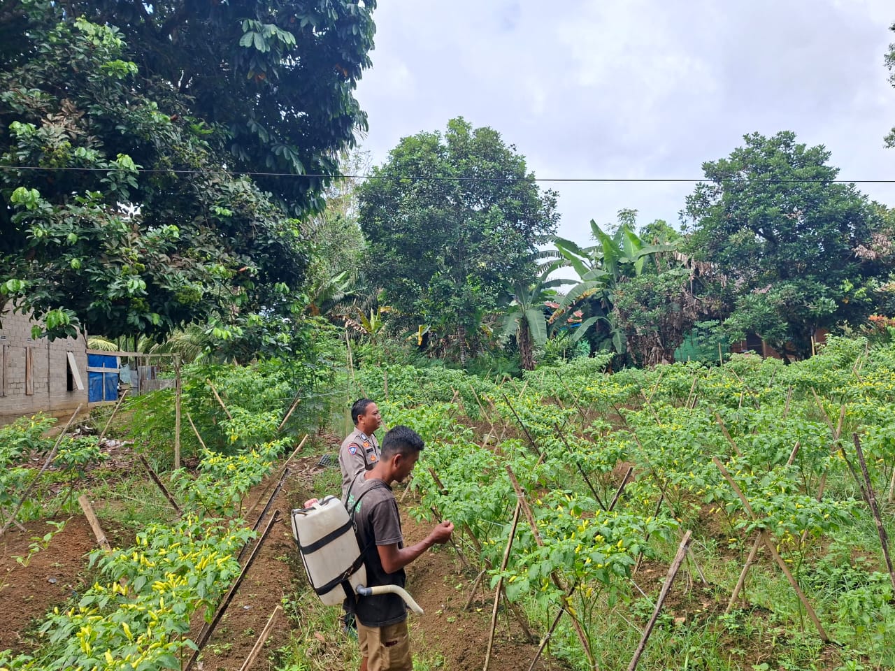 Bhabinkamtibmas Bersama Warga, Wujudkan Ketahanan Pangan Lewat Program Asta Cita
