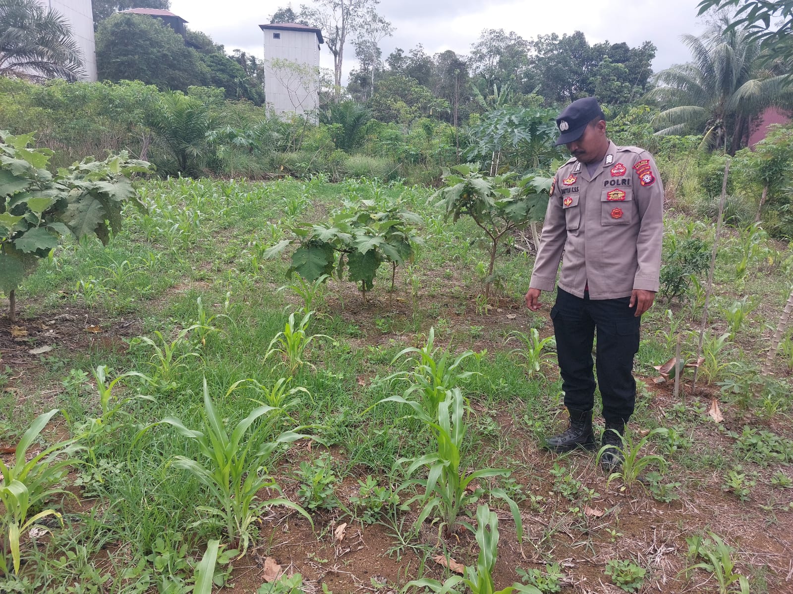 Mendukung Ketahanan Pangan, Personil Polsek sanaman mantikei Cek Lokasi Pemanfaatan Pekarangan Warga.