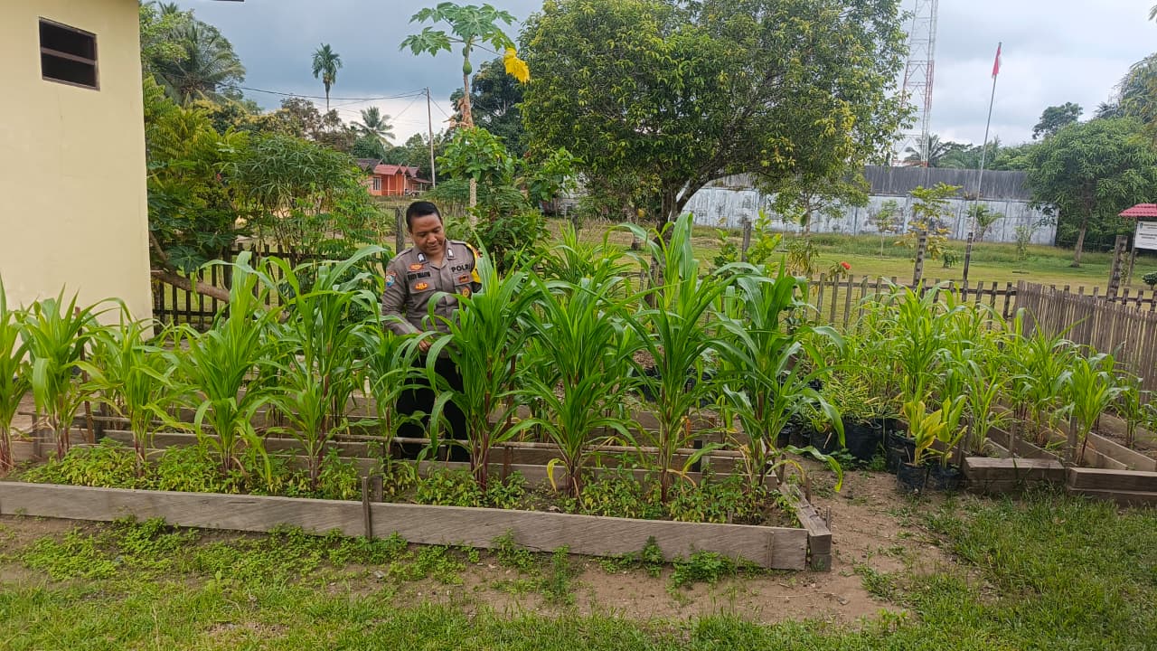 ‎Mendukung Ketahanan Pangan, Personil Polsek Katingan Hulu  Cek Lokasi Pemanfaatan Pekarangan Warga.