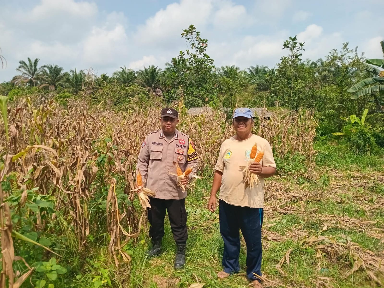 Bhabinkamtibmas Dampingi Panen Jagung Dukung Ketahanan Pangan