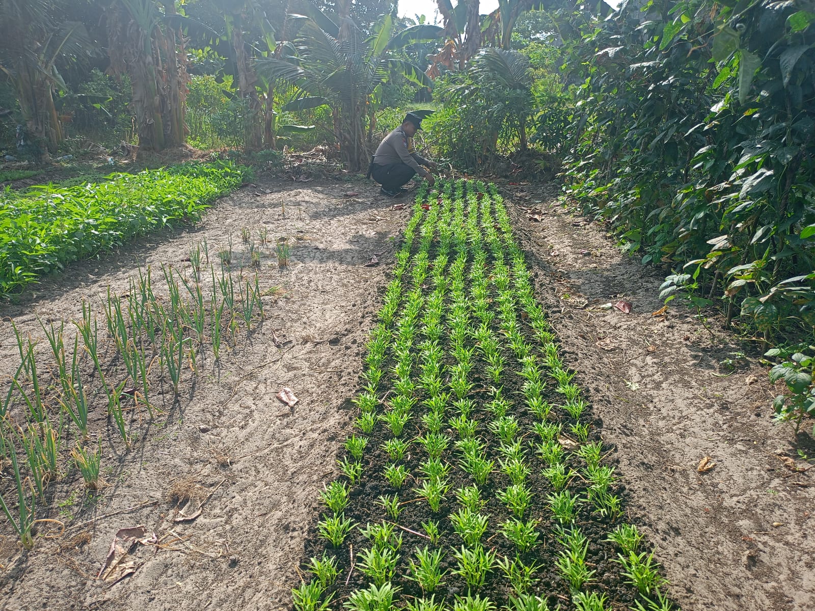 Mendukung ketahanan pangan, Personil Polsek Katingan Kuala cek lokasi pemanfaatan lahan warga berkebun holtikultura