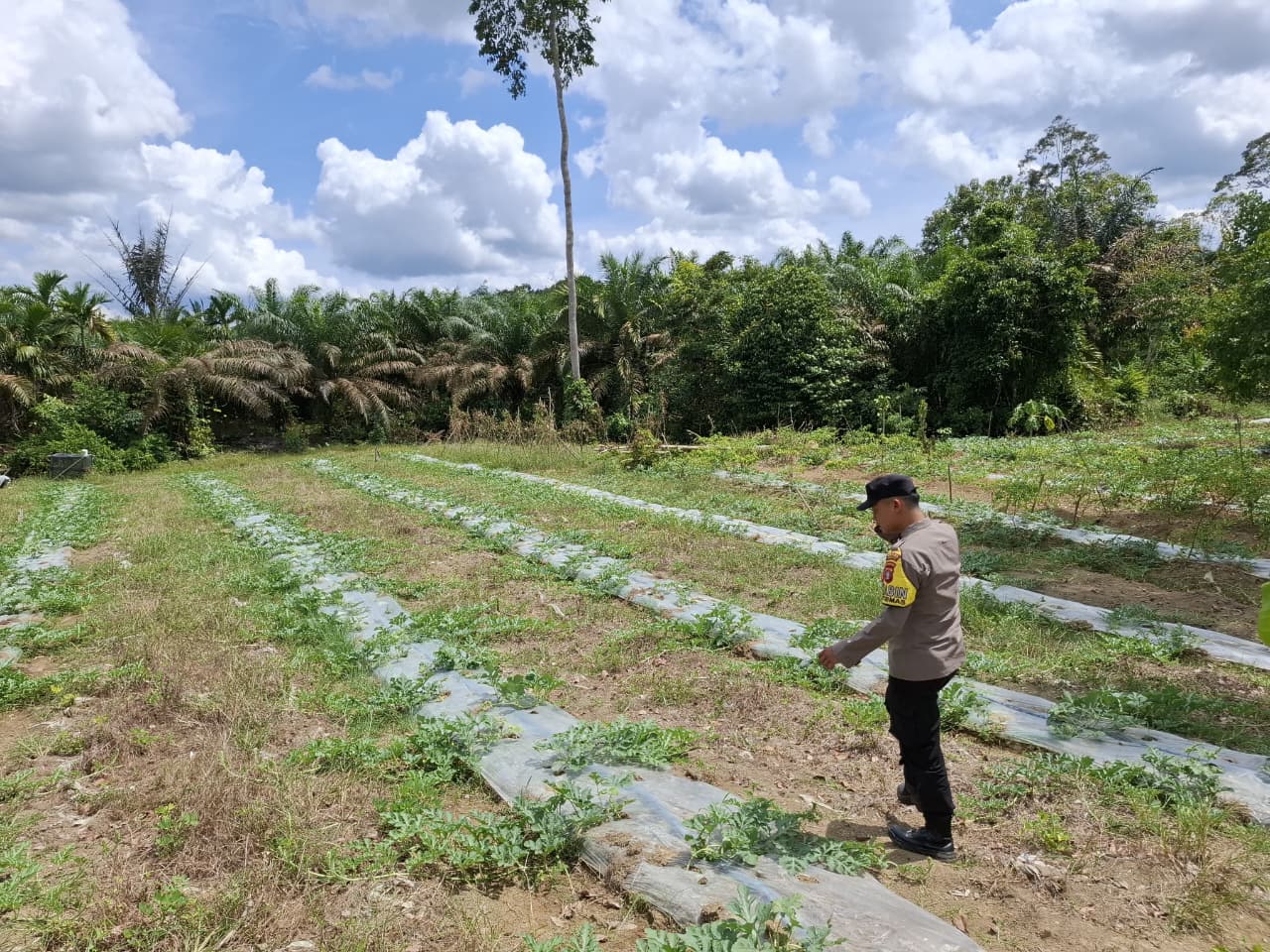 Bhabinkamtibmas Dorong Warga Optimalkan Pekarangan untuk Ketahanan Pangan