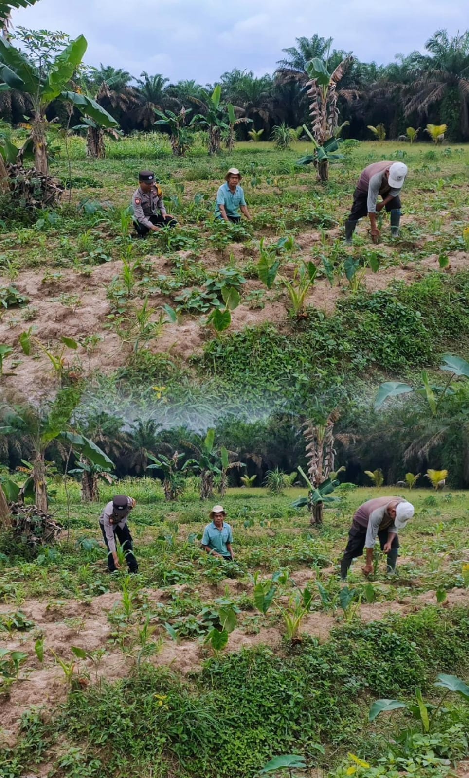 Bhabinkamtibmas Dampingi Penanaman Jagung Dukung Ketahanan Pangan