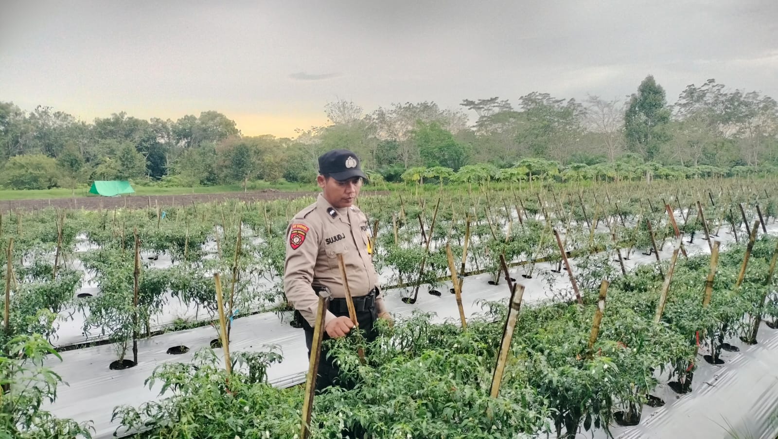 Dalam Rangka Mendukung Program Pemerintah, Bhabinkamtibmas Desa Mekartani Polsek Mendawai Cek Lokasi Pemanfaatan Lahan Pekarangan Warga