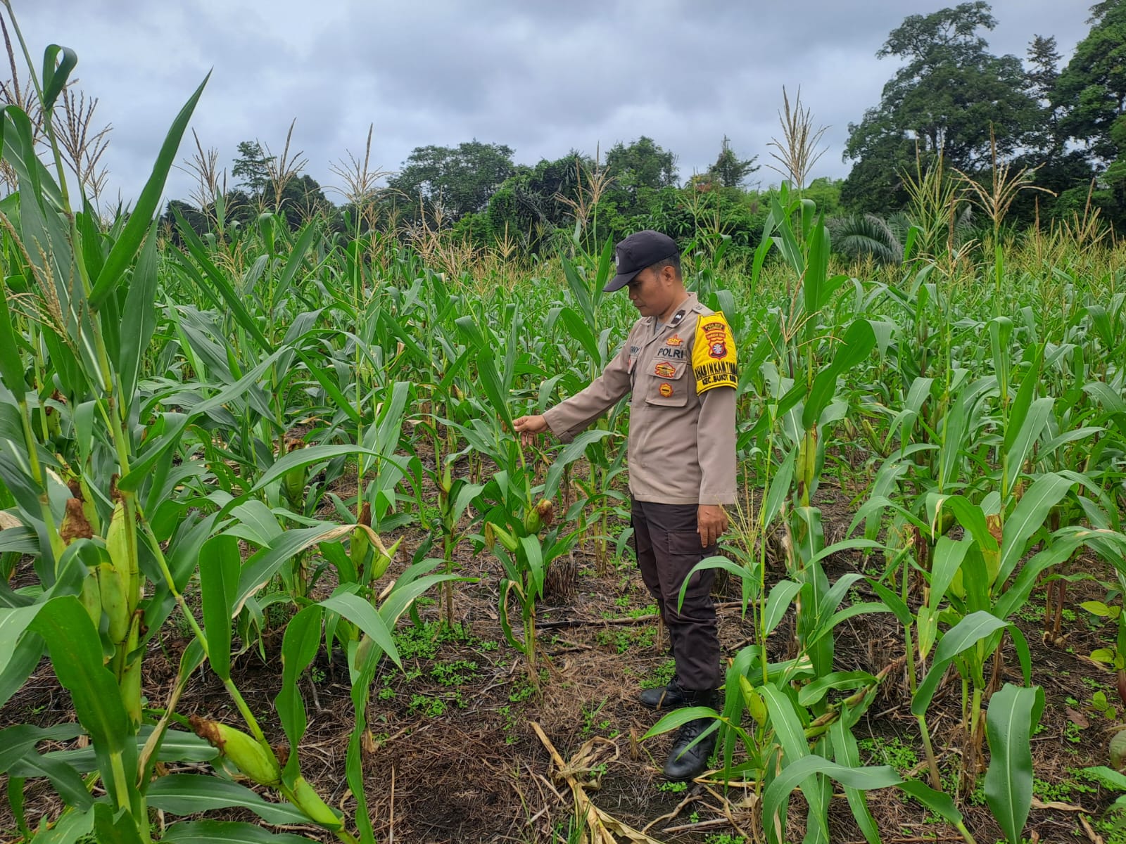Mendukung Ketahanan Pangan, Personil Polsek Katingan Hulu dan Bukit Raya Cek Lokasi Pemanfaatan Pekarangan Warga.
