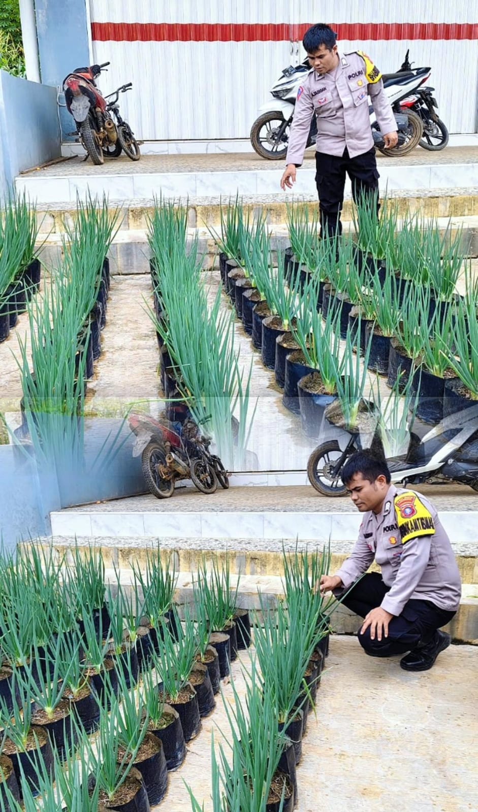 Polsek Sematu Jaya Gencarkan Cooling System Ketahanan Pangan melalui Pekarangan Bergizi di Menthobi Raya