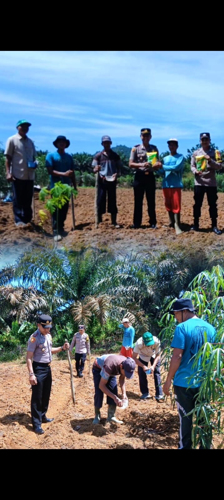 Polsek Sematu Jaya Dukung Swasembada Jagung, Tanam 5 Hektare di Desa Bina Bhakti