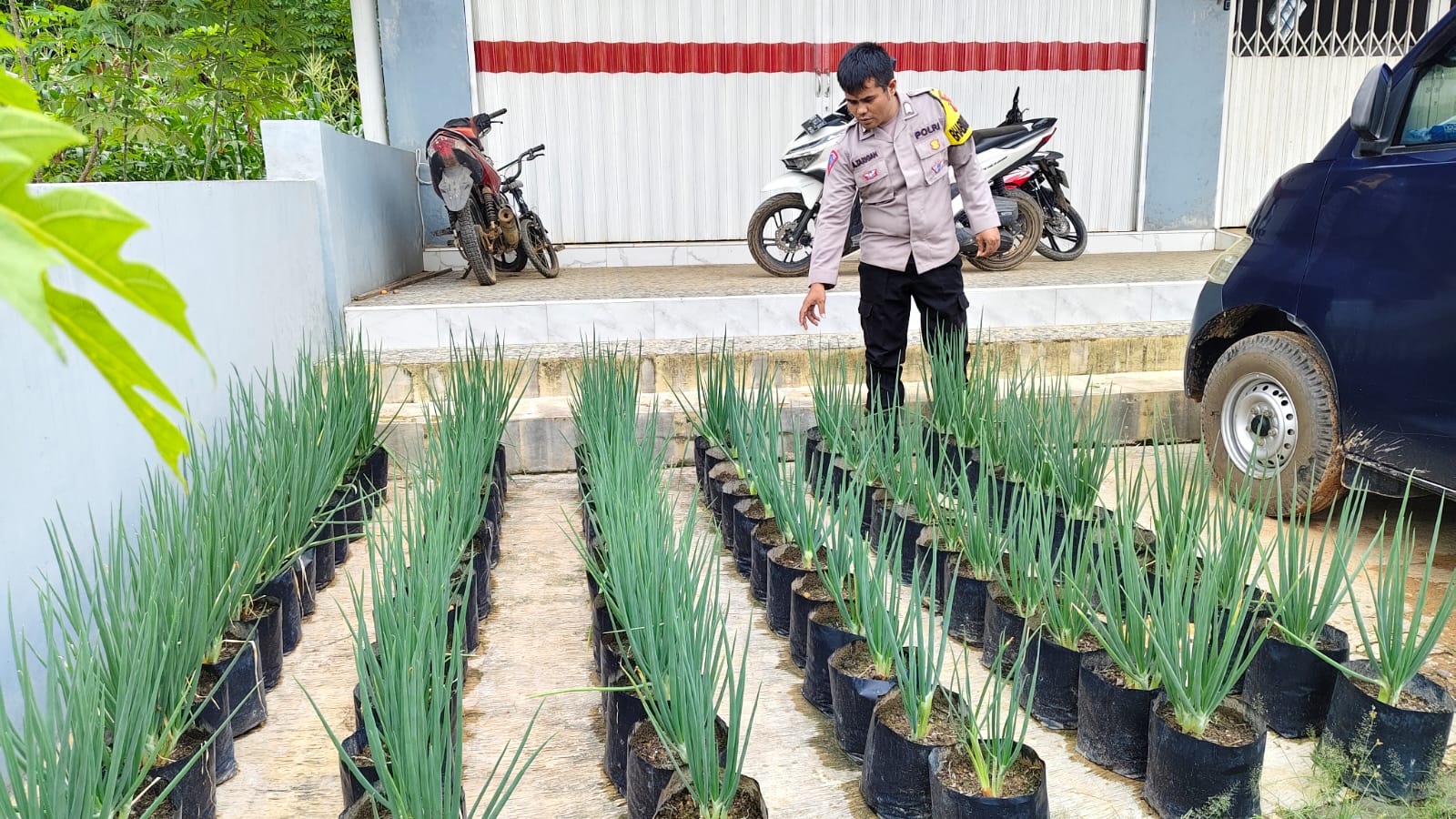 Dukung ketahanan pangan, bhabinkamtibmas laksanakan cooling system di desa bukit raya