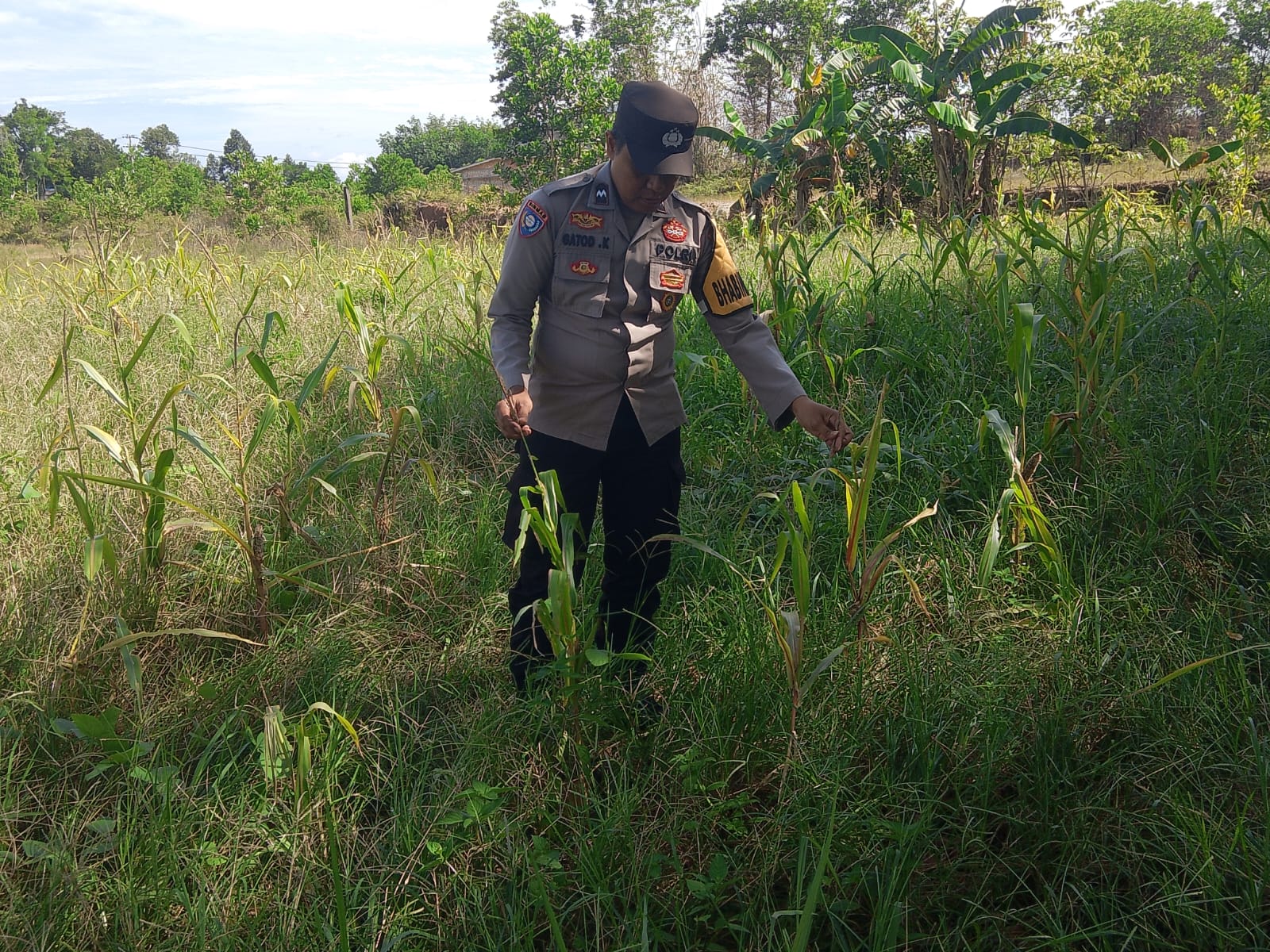 Perkuat Ketahanan Pangan, Bhabinkamtibmas Polsek Bulik Ajak Warga Tanam Jagung
