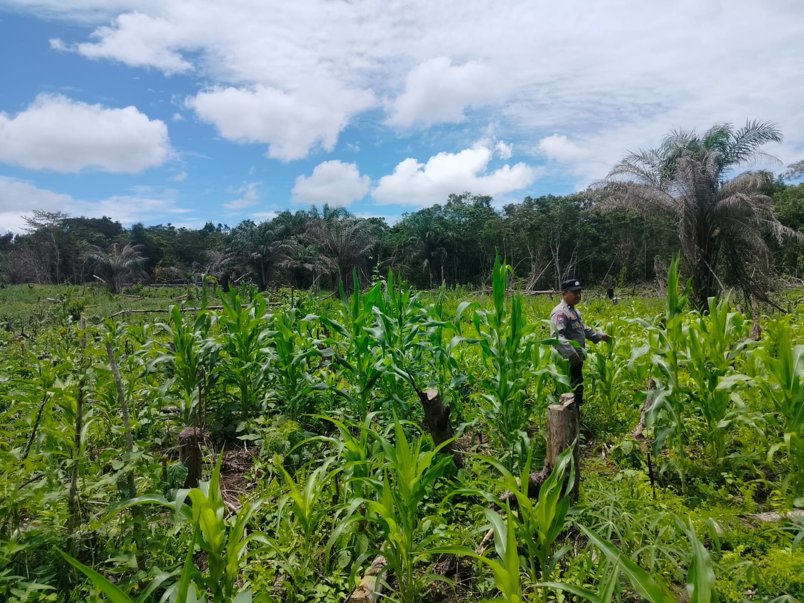 Polsek Marikit Implementasikan Program Asta Cita untuk Mewujudkan Kemandirian dan Kedaulatan Pangan Berbasis Lokal