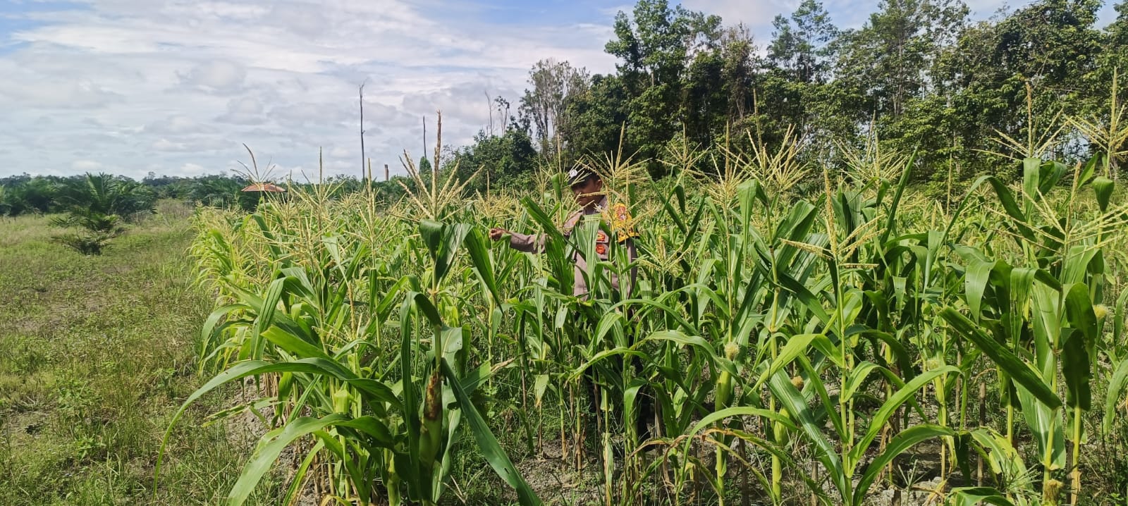 ‎Polsek Tewang Sangalang Garing dan Pulau Malan Imbau Warga Tingkatkan Pemanfaatan Lahan Untuk Ketahanan Pangan