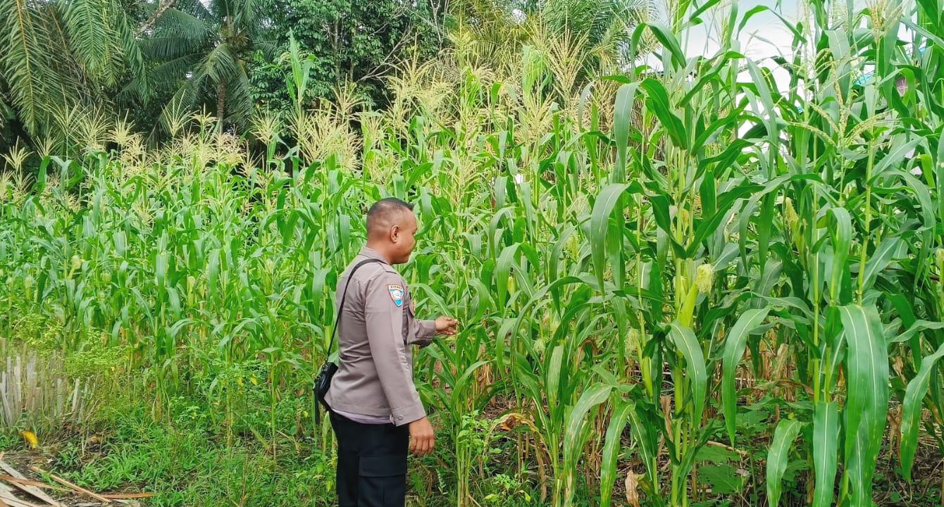 ‎Mendukung Ketahanan Pangan, Personil Polsek Katingan Hulu  Cek Lokasi Pemanfaatan Pekarangan Warga.