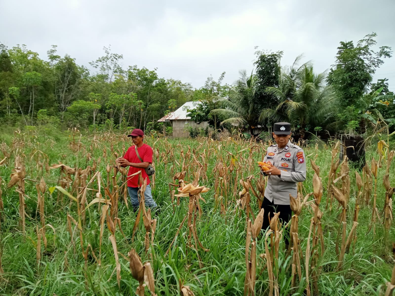 Bhabinkamtibmas Polsek Bulik Aktif Dampingi Panen Jagung Demi Ketahanan Pangan