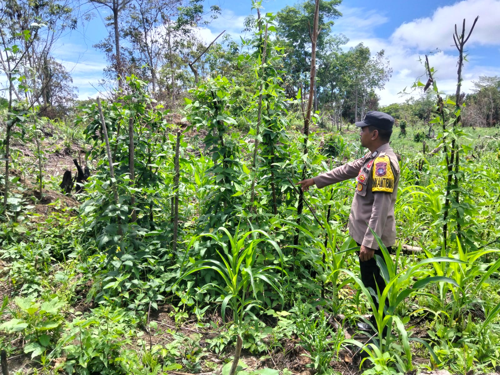 Ujung Tombak Ketahanan: Polsek Marikit Optimalkan Potensi Lahan di Wilayah Hukumnya