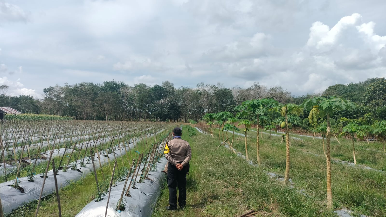 Dalam Rangka Mendukung Program Pemerintah, Bhabinkamtibmas Desa Mekartani Polsek Mendawai Cek Lokasi Pemanfaatan Lahan Pekarangan Warga