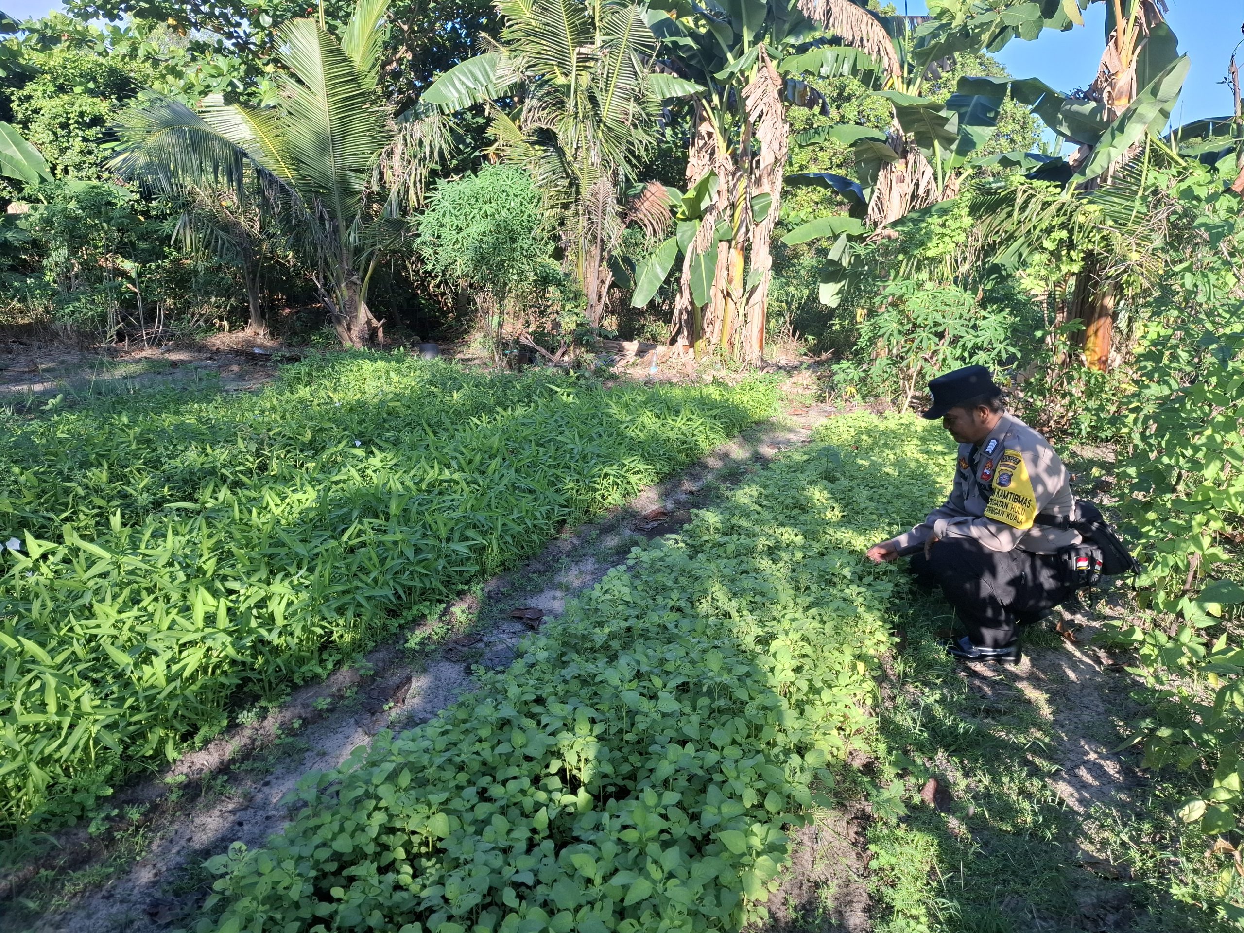 Mendukung ketahanan pangan, Personil Polsek Katingan Kuala cek lokasi pemanfaatan lahan warga berkebun holtikultura