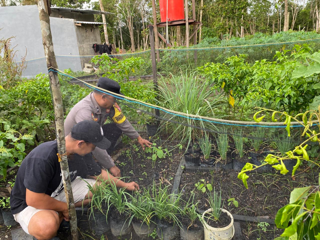 Bhabinkamtibmas Dorong Warga Optimalkan Pekarangan untuk Ketahanan Pangan