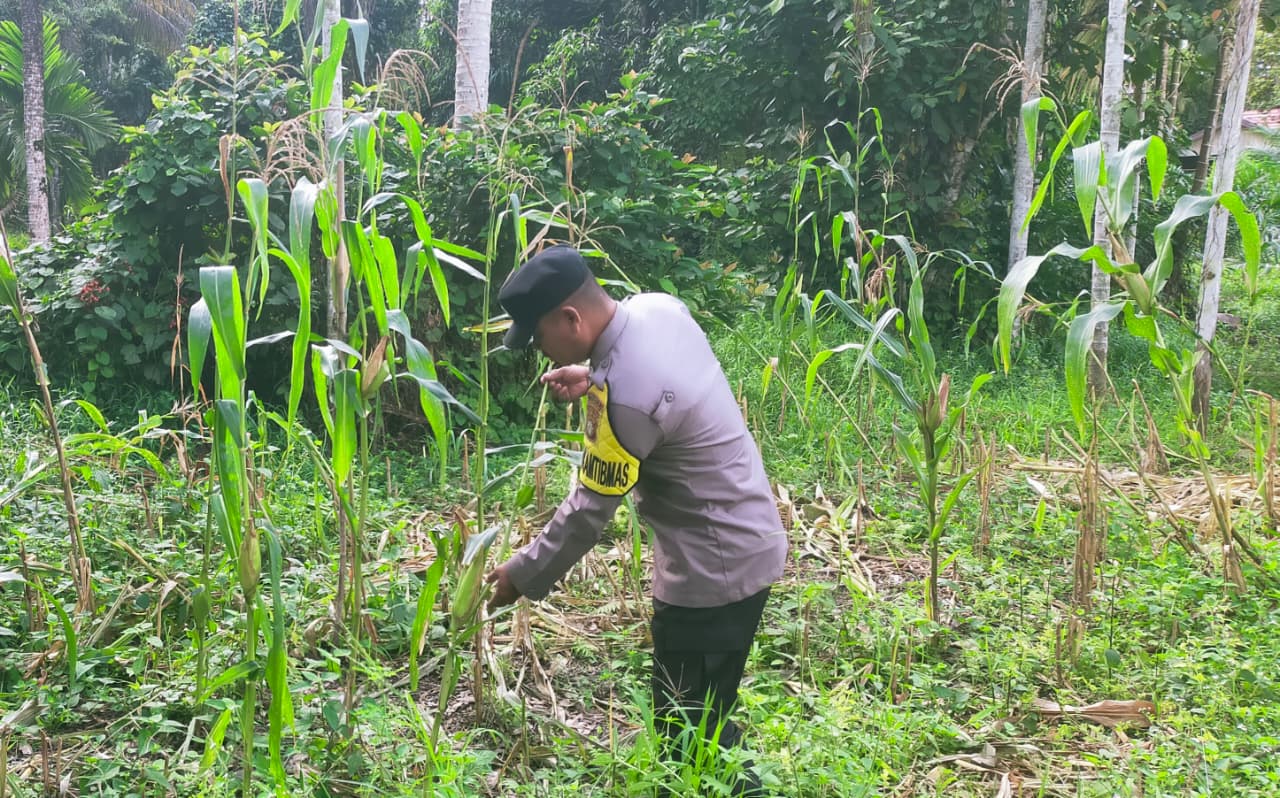 Mendukung Ketahanan Pangan, Personil Polsek sanaman mantikei Cek Lokasi Pemanfaatan Pekarangan Warga.