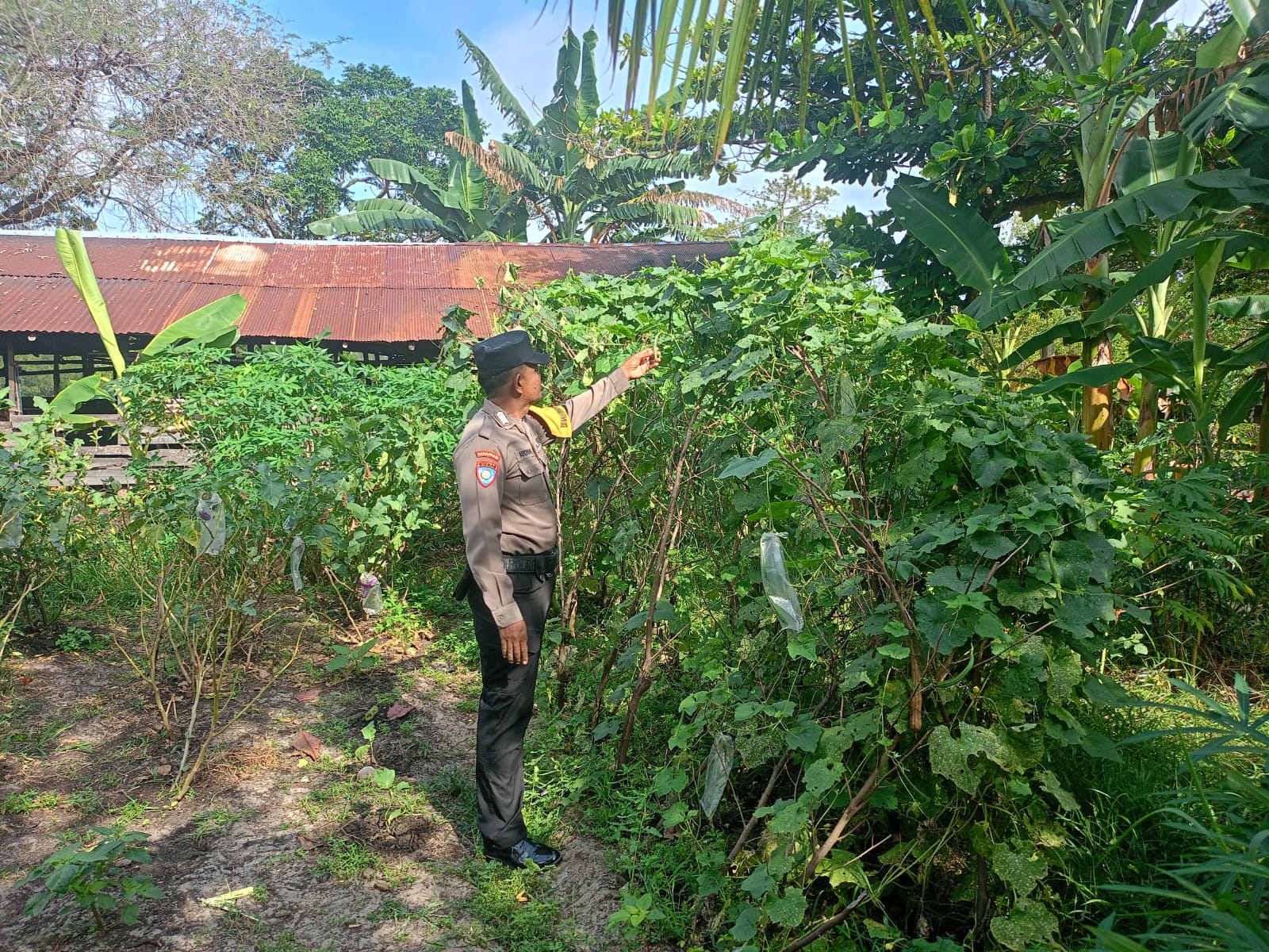 Mendukung ketahanan pangan, Personil Polsek Katingan Kuala cek lokasi pemanfaatan lahan warga berkebun holtikultura