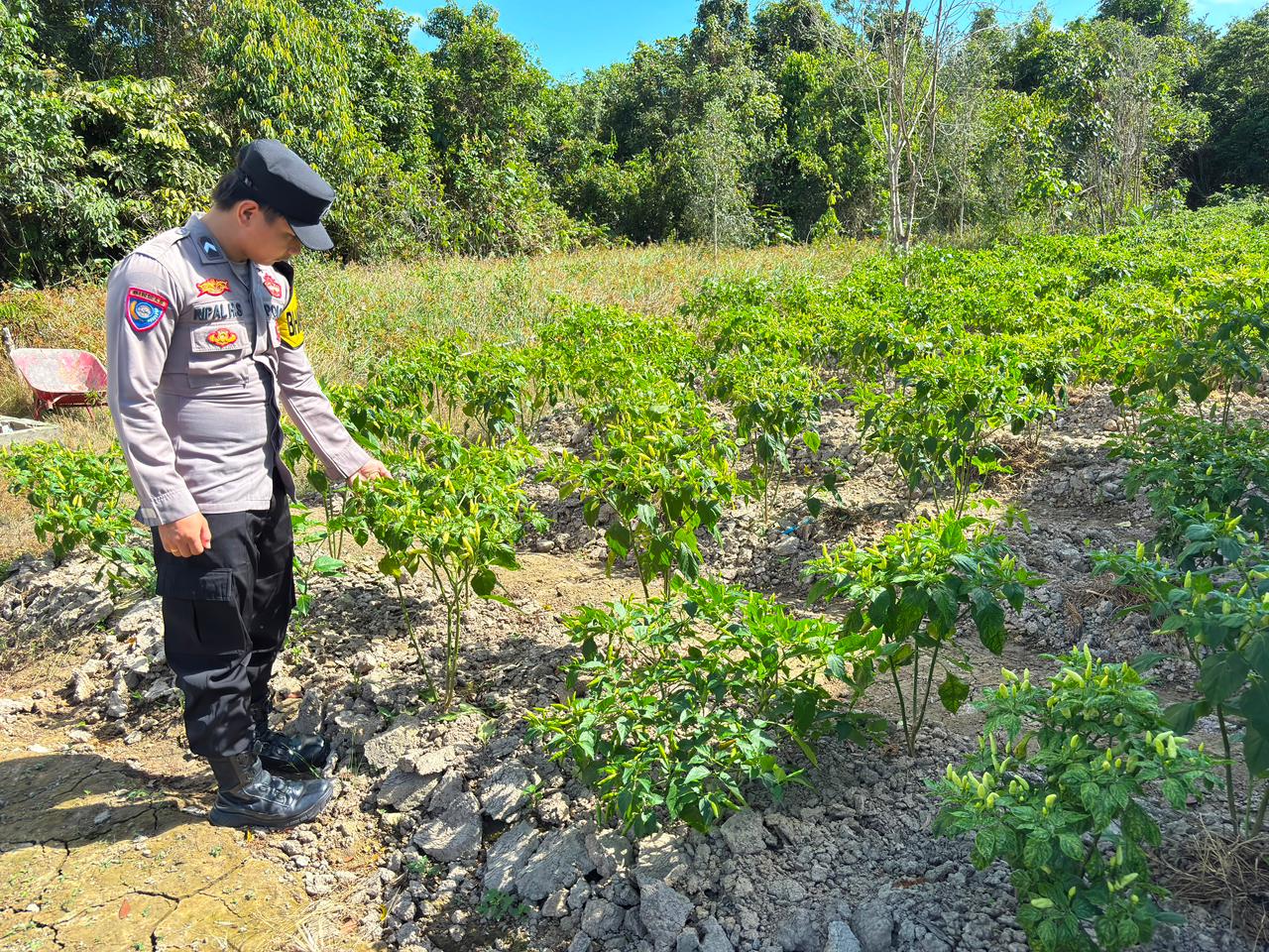 Dalam Rangka Mendukung Program Pemerintah, Bhabinkamtibmas Desa Mendawai Polsek Mendawai Cek Lokasi Pemanfaatan Lahan Pekarangan Warga