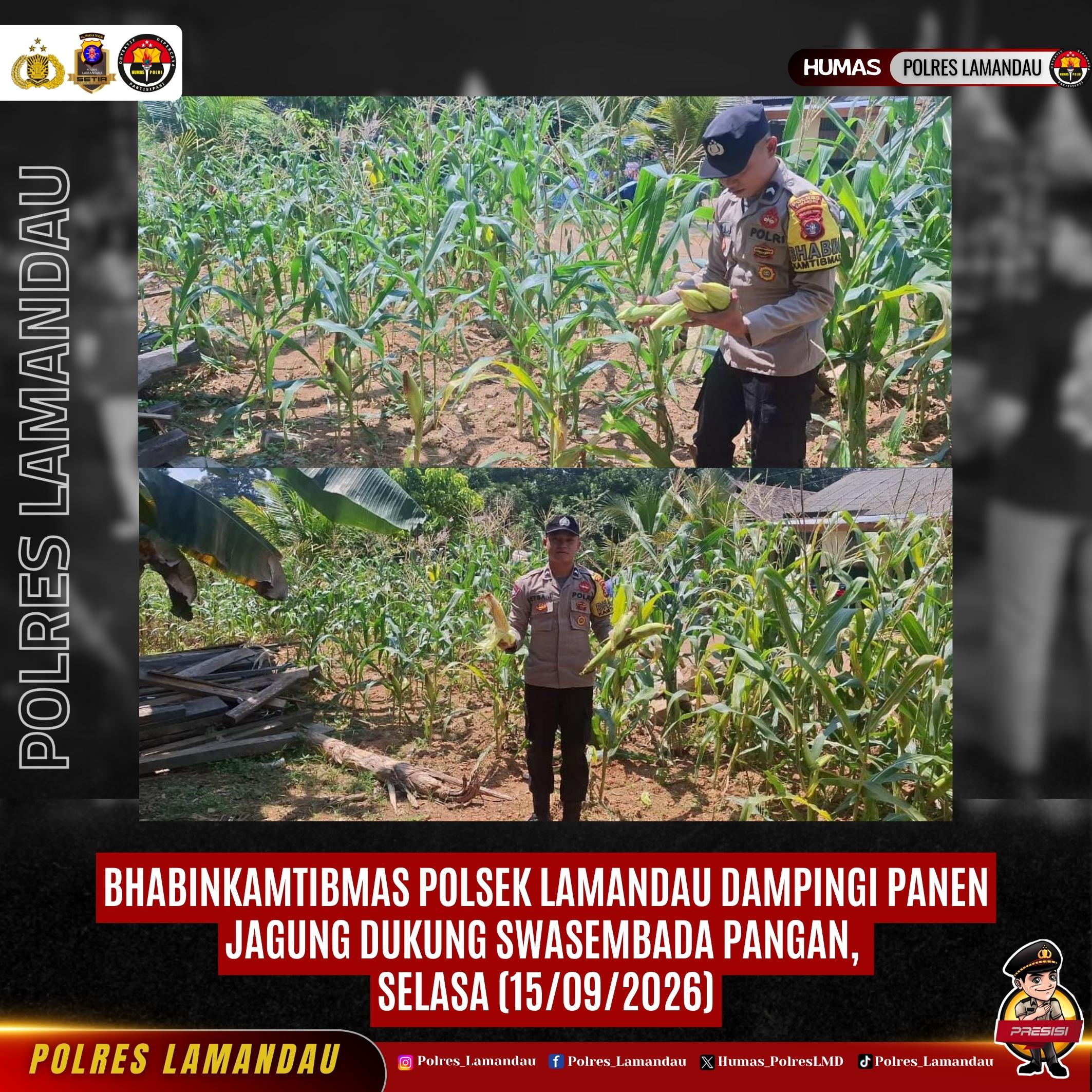 Bhabinkamtibmas Polsek Lamandau Dampingi Panen Jagung Dukung Swasembada Pangan